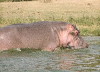 The hippo, the most preferred game meat renowned as Kinywani kya Bwita in Runyaruguru