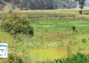 Wetland in Rukiga. Photo by ROBERT Ndyamuhaki Faadha