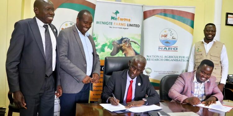 NARO Director General Dr. Yona Baguma (seated on left) and MeFarms' Managing Director Mr. Kule Brian signing the MoU in Entebbe in Tuesday