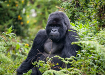 Gorilla in Volcanoes National Park sitting