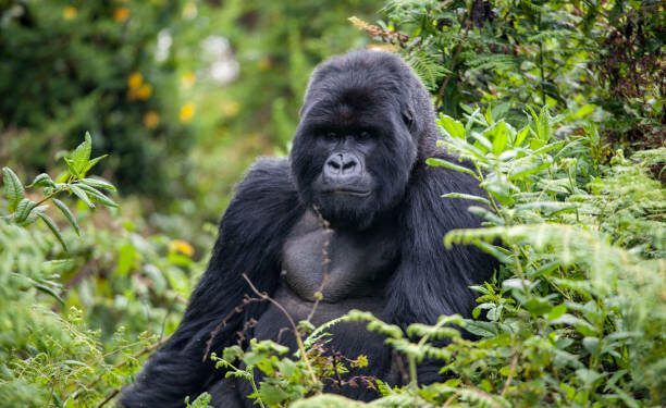 Gorilla in Volcanoes National Park sitting