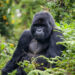 Gorilla in Volcanoes National Park sitting