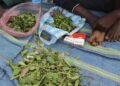 Khat selling