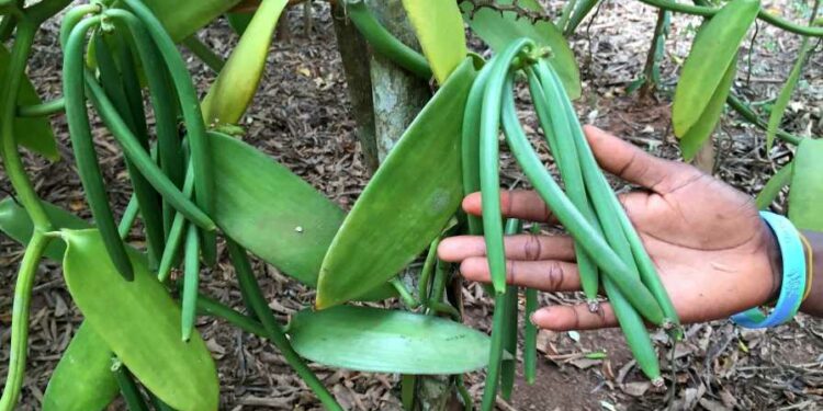 fruiting vanilla plants