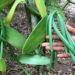 fruiting vanilla plants